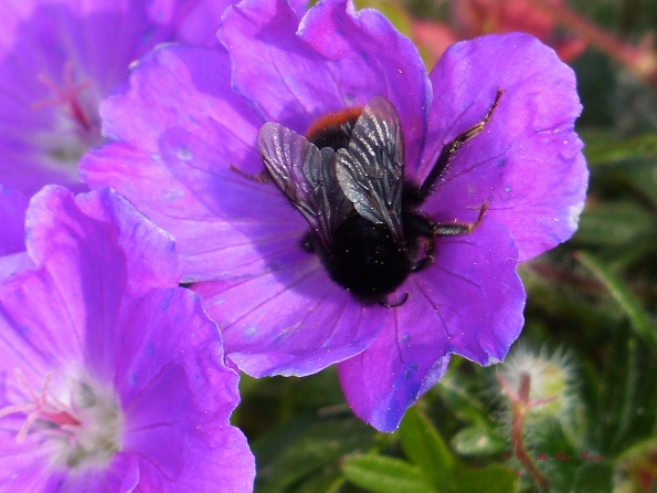 Ivre de soleil et de pollen